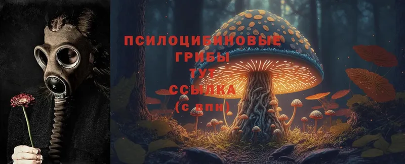 blacksprut ТОР  Белый  Псилоцибиновые грибы Psilocybe 